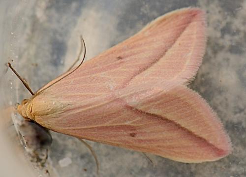 Réf. 311 688 : Rhodometra sacraria